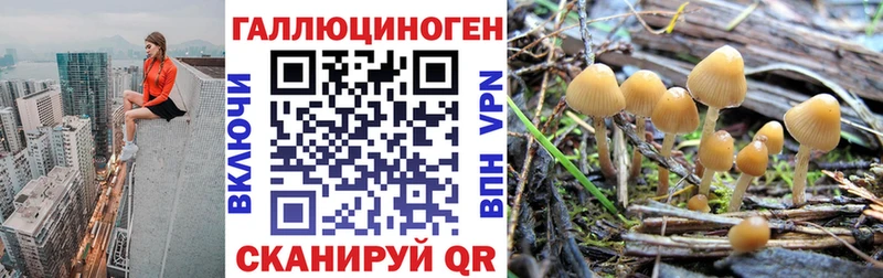 Псилоцибиновые грибы GOLDEN TEACHER  купить наркотик  Гусь-Хрустальный 